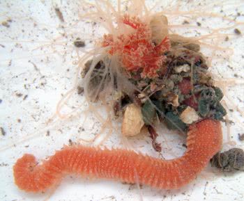 Amphitrite worms